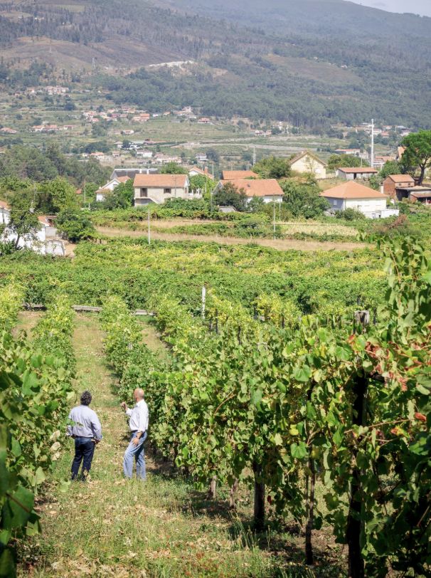 Vines in Portugal’s green Minho landscape
