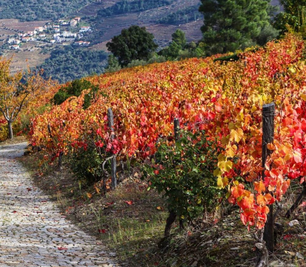 Steep schist vineyard terraces in Portugal’s Douro Valley