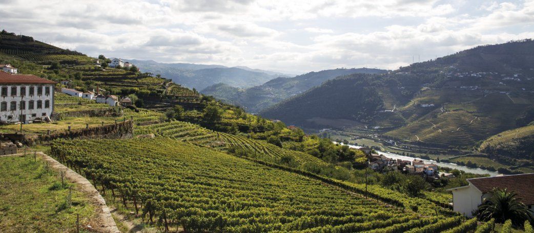 Old vines at Oboé Wines in the Douro