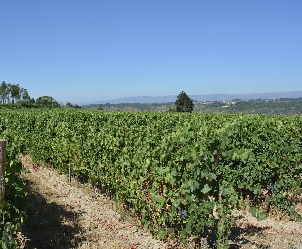 Quinta do Sobral in Santar