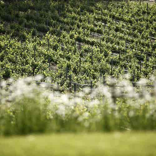 Herdade dos Grous (127)